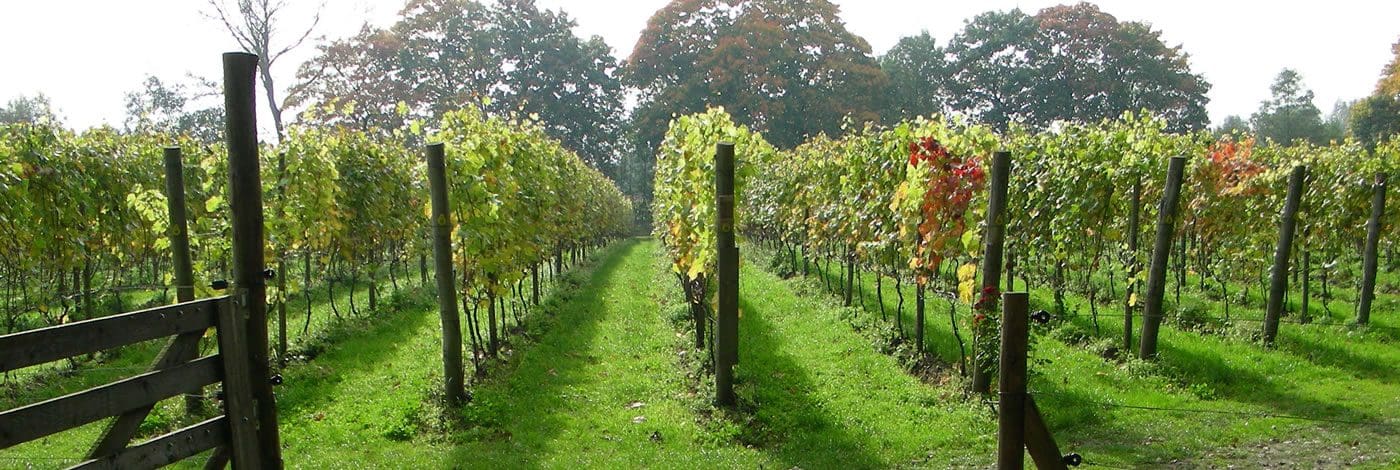 Aan de Breede Beek Wijngaard Corvino Wijnbeleving